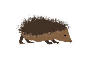 hedgehog-300px_1912339024