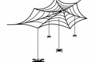 spiders